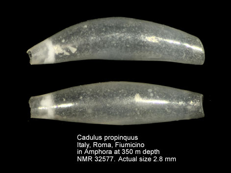 Cadulus propinquus.jpg - Cadulus propinquusG.O.Sars,1878